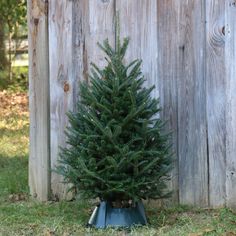 1000 FRASER FIR TREE SEEDS EVERGREEN CHRISTMAS TREE NEW YEARS GRAB BAG ONLY 2