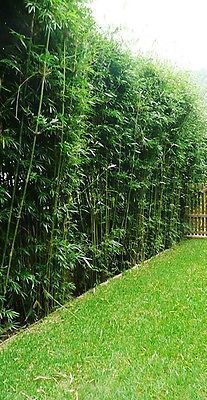 Bamboo Hedge Things T Silverstripe Bamboo 20 Bareroot Divisions Bambusa Multiplex Clumping Will Not Become For A Short Time Each Year