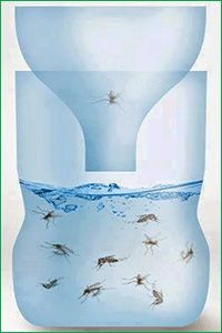 9 Ideas De Control De Mosquitos Control De Mosquitos Trampas Para Moscas Remedios Caseros