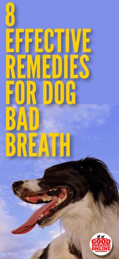 interesting types of smells to dogs essay Check out these top ten dog breeds as ranked by the akc and find out more about them. interesting types of smells to dogs essay Check out these top ten dog breeds as ranked by the akc and find out more about them.