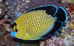 269 best ocean angelfish