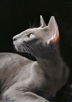 16 Idees De Chat Orientaux Chat Oriental Chat Animaux 16 Idees De Chat Orientaux Chat Oriental Chat Animaux