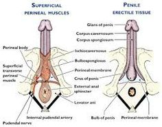 29 Pelvic Anatomy ideas | anatomy, pelvic floor, pelvic floor dysfunction