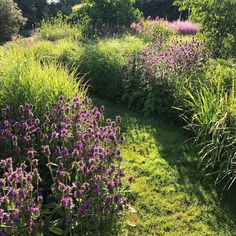 Aimado Seeds Garden-100 Pcs Herbes aux /épis roses graine herbe jardin gramin/ées ornementales exterieur vivace pour jardin