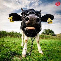 28 best crazy for cows images cows dairy fun facts dairy cow facts