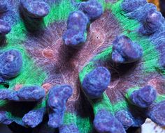 101 best reefkeeping images
