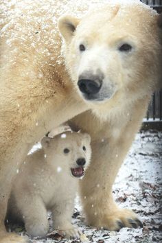 Bear rencontre