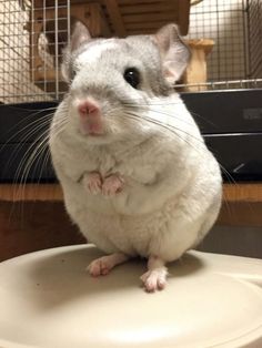 Chinchilla