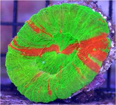 22 best scolymia images