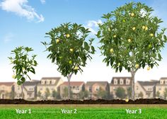 165 Best Pictures Of Avocado Trees And Plants Images 165 Best Pictures Of Avocado Trees And Plants Images