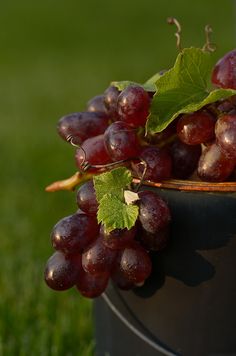 57 Ideas De Fruta Fruta Frutas Y Verduras Frutas Y Vegetales