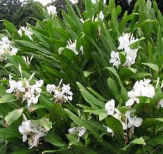 Tanaman Herbal Gondosuli - Size Picture Of Margined Dracaena Tree tanaman herbal gondosuli size picture of margined dracaena tree