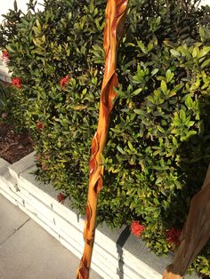 White spour pussy willow — pic 2