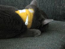 Natural Ways To Deworm A Cat Natural Ways To Deworm A Cat