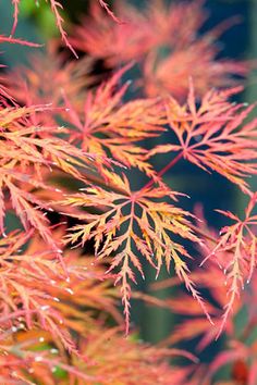 99 Ideas De Arces Japoneses En 2021 Arce Japones Jardin Japones Jardines