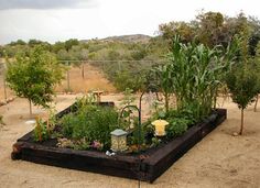 Great blog about AZ desert ve able gardening with links to some Raised Ve able Garden & Fruit Orchard In Yarnell Arizona Ve able & Fruit Gardening For The