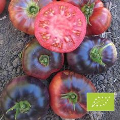 20 Graines //seeds de tomate lime green salad Bio