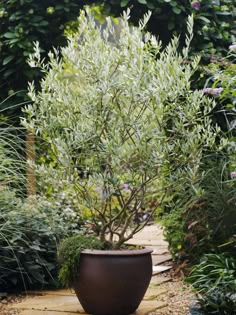 115 Best Trees In Pots Images 2018 Potted Garden Awesome Planting A Potted Tree Olive Care Grow An Indoors Hgtv
