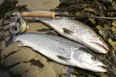 rainbow trout tattoo design pictures 3d trout tattoos rainbow trout tattoo design pictures 3d trout tattoos