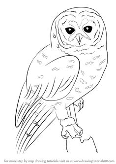 How To Draw A Spotted Owl