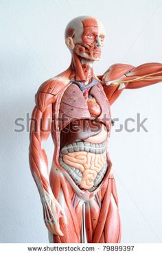 Ab Muscle Diagram Ab Muscle Diagram