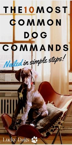 Vislor Is One Of The Best Platform For Dog Training Or Pet