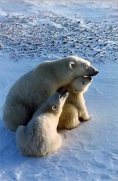 55 best the art thomas mangelsen images on pinterest art thomas