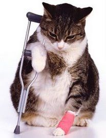 100 Ideas De Gatos Gordos Gatos Gato Gordo Gatos Bonitos