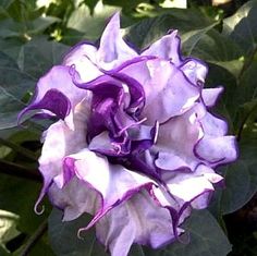 Perennial Datura metel Moonflower Purple Angels Trumpet Tropical seeds Annual