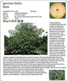 Safe and effective diet pills philippines photo 6