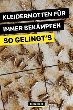 60+ Ameisen bekämpfen Ideen in 2020 | ameisen bekämpfen 60+ Ameisen bekämpfen Ideen in 2020 | ameisen bekämpfen