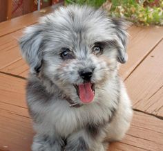 472 best mixed breed dogs pups images on pinterest cubs cute baby