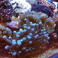 603 best hard corals