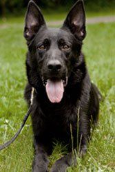 Pin By Marysville Dog Training On Yuba City Dog Training Dog