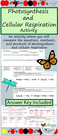24 Best Photosynthesis And Cellular Respiration Images In