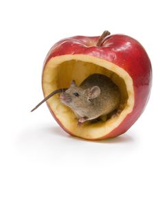 Romote Luxury Hammock Toy Heat Bed House Pattern Bear for Rat Hamster Rabbit Ferret