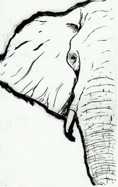56 best elephant sketch images elephant sketch elephant artwork sketches of elephants