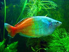 125 best aquariums images