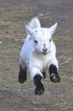 350 Idees De Chevres Bebe Chevre Bebes Animaux Animaux 350 Idees De Chevres Bebe Chevre Bebes Animaux Animaux