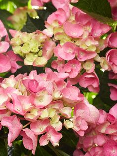 From The Garden Bench Hydrangea Heaven