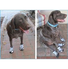 Best Dog Booties For Heat Best Dog Booties For Heat