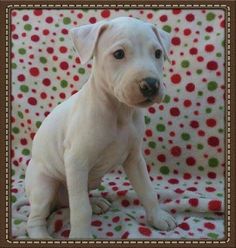 Adopt Walter White On Baby Animals American Bulldog Mix