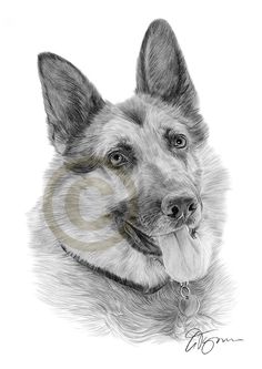 72 best dogs images