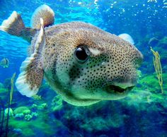 78 best puffer fish