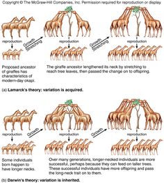 good way to visualize natural selection secondary science lessons lamarck vs darwin venn diagram