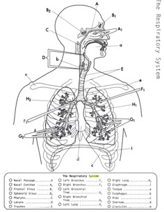Worksheet Respiratory System Worksheet Answers respiratory system worksheets and human body biology corner resources