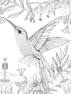 amazoncom birdtopia libro de colorante 9781780677552 daisy fletcher colouring pagesadult coloring - Coloring Template amazoncom birdtopia libro de colorante 9781780677552 daisy fletcher colouring pagesadult coloring - Coloring Template