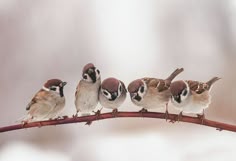 20 Painting Ideas In 2025 Pet Birds Animals Beautiful Animal Pictures Db8172211bcc0431738269892a8cd069