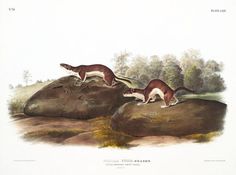 1989 Vintage /"SAY/'S LEAST SHREW/" A LOVELY AUDUBON COLOR MAMMAL Art Lithograph