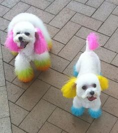 dog+hair+color | Dogs with Dyed Fur | Patti\'s pics | Pinterest | Dog ... dog+hair+color | Dogs with Dyed Fur | Patti\'s pics | Pinterest | Dog ...